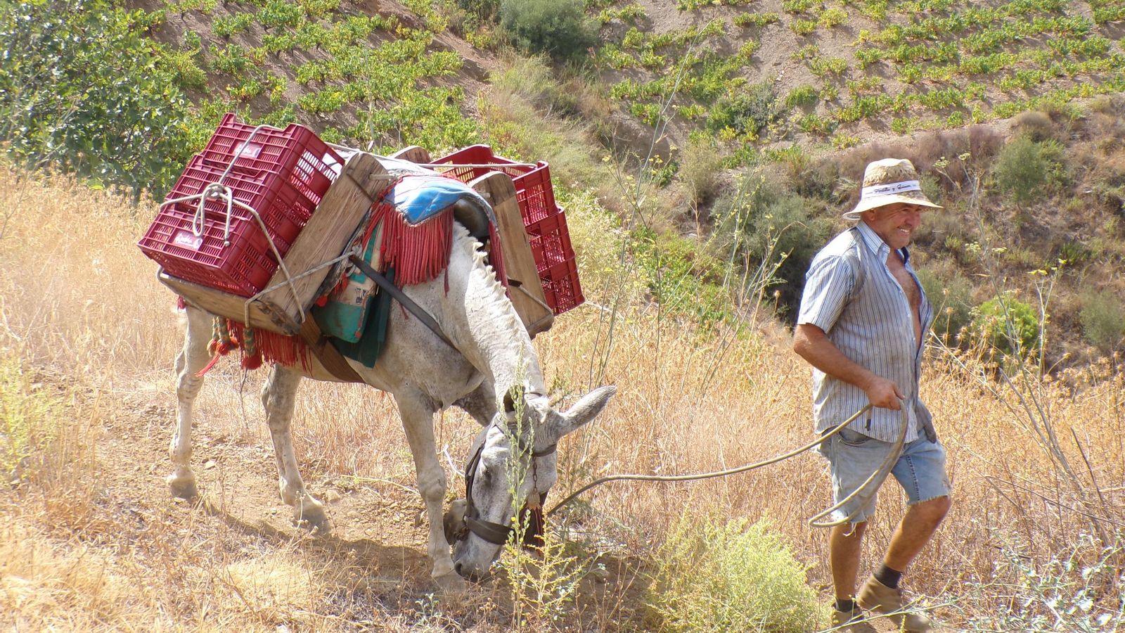 La vendimia en la Axarquía, en imágenes