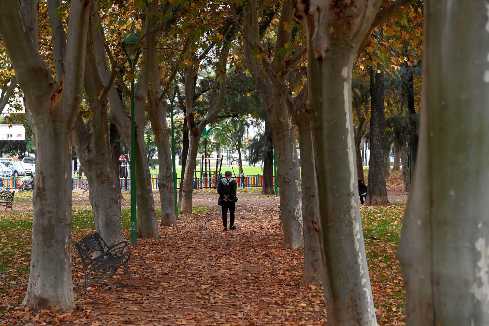 Otoño hojas caídas árboles córdoba