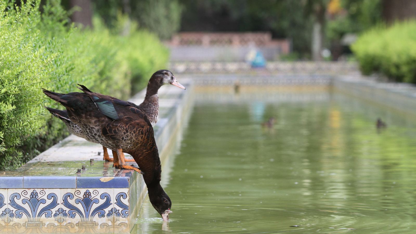 Pato en el Parque de Maria Luisa de Sevilla