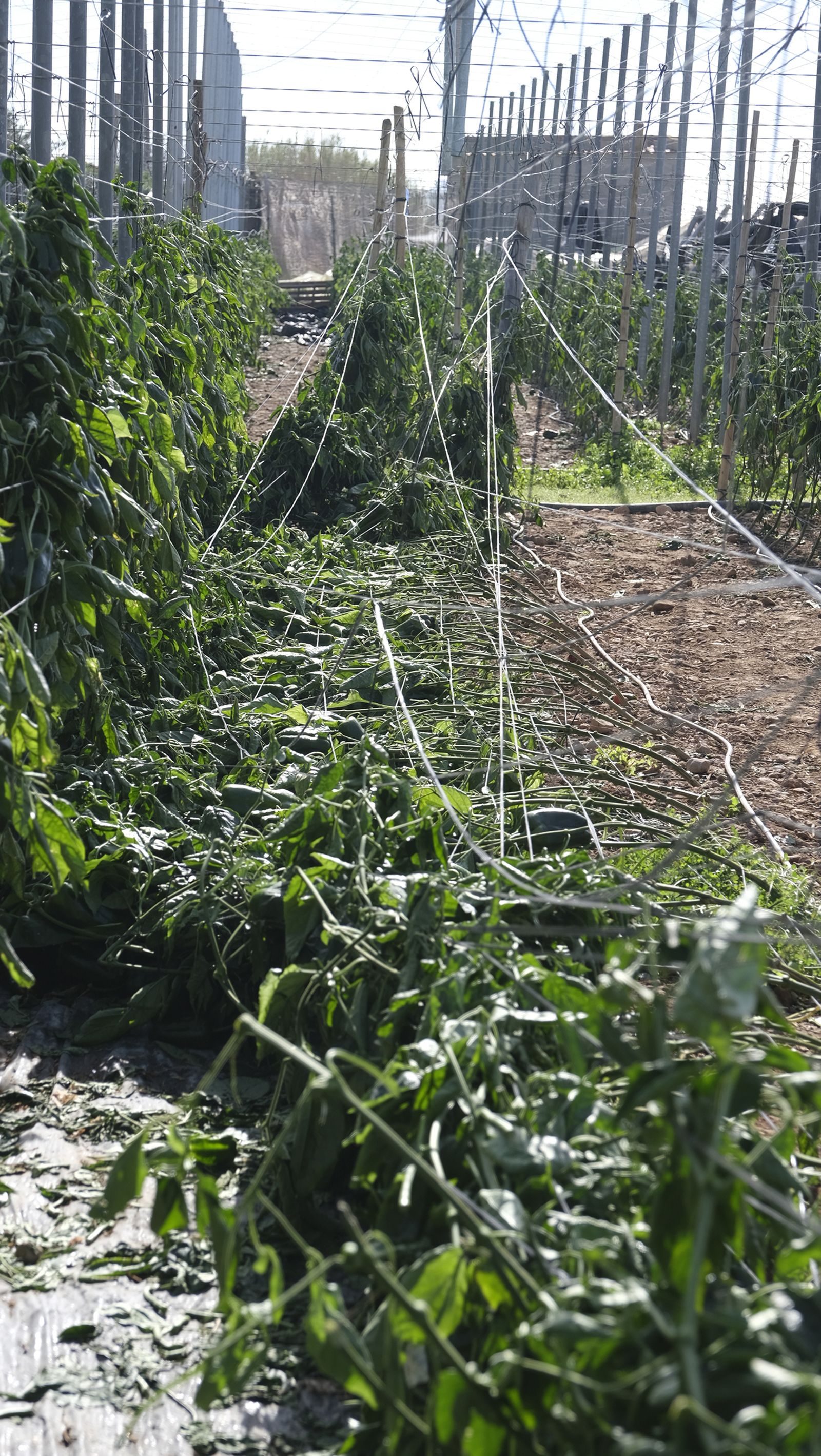 Los efectos del temporal de viento en los invernaderos, en imágenes