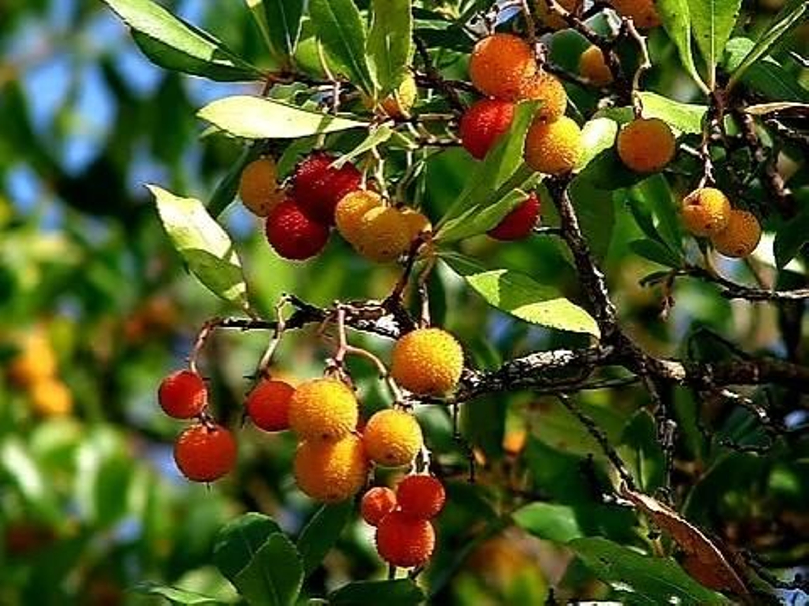 Frutos otoñales de Sevilla