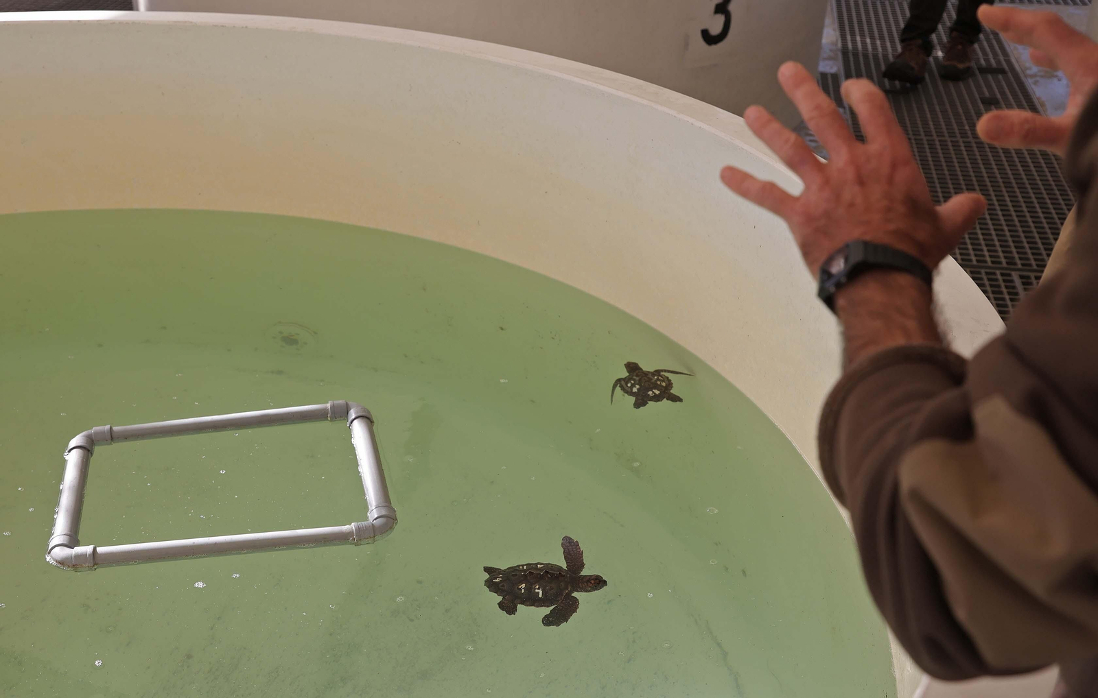 El Centro de Gestión del Medio Marino Andaluz (CEGMA) de Algeciras, en imágenes