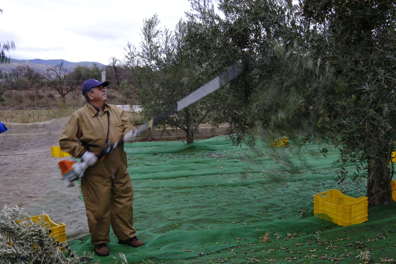 Fotogalería recolección aceituna en Abla. Almería