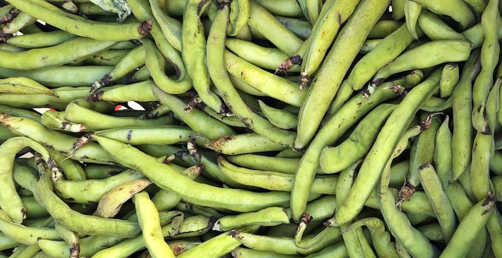 Los temporales retrasan la temporada de habas