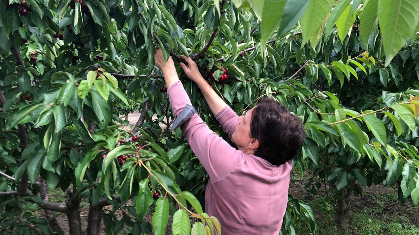 La recogida es un proceso que debe realizarse con cuidado y precisión.