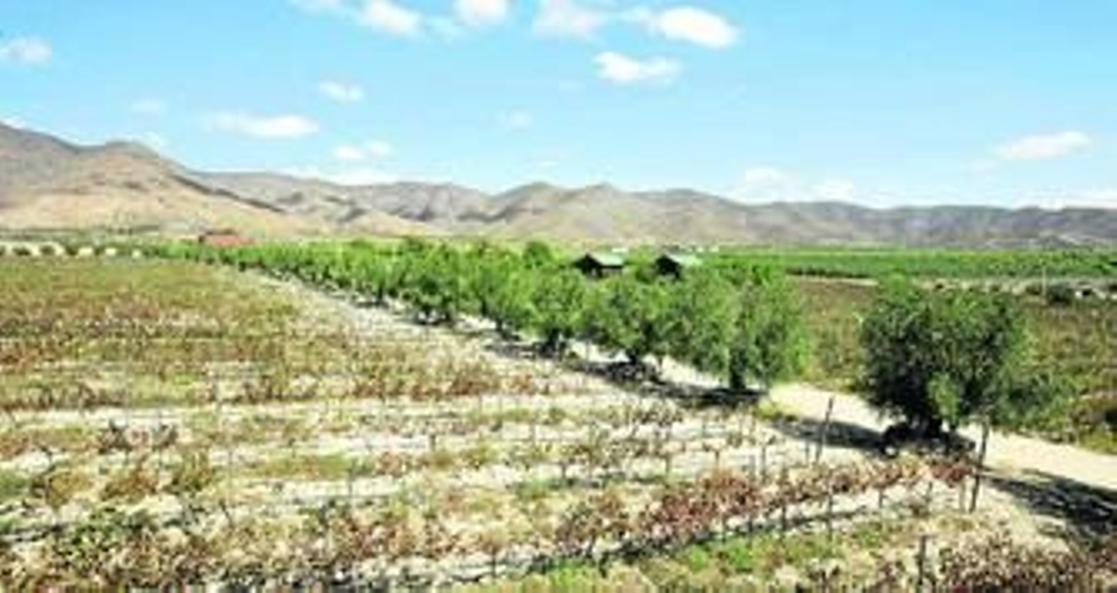 Bodegas Perfer cuenta con 42 hectáreas de plantación en el Paraje El Marchal dentro del municipio de Uleila del Campo.