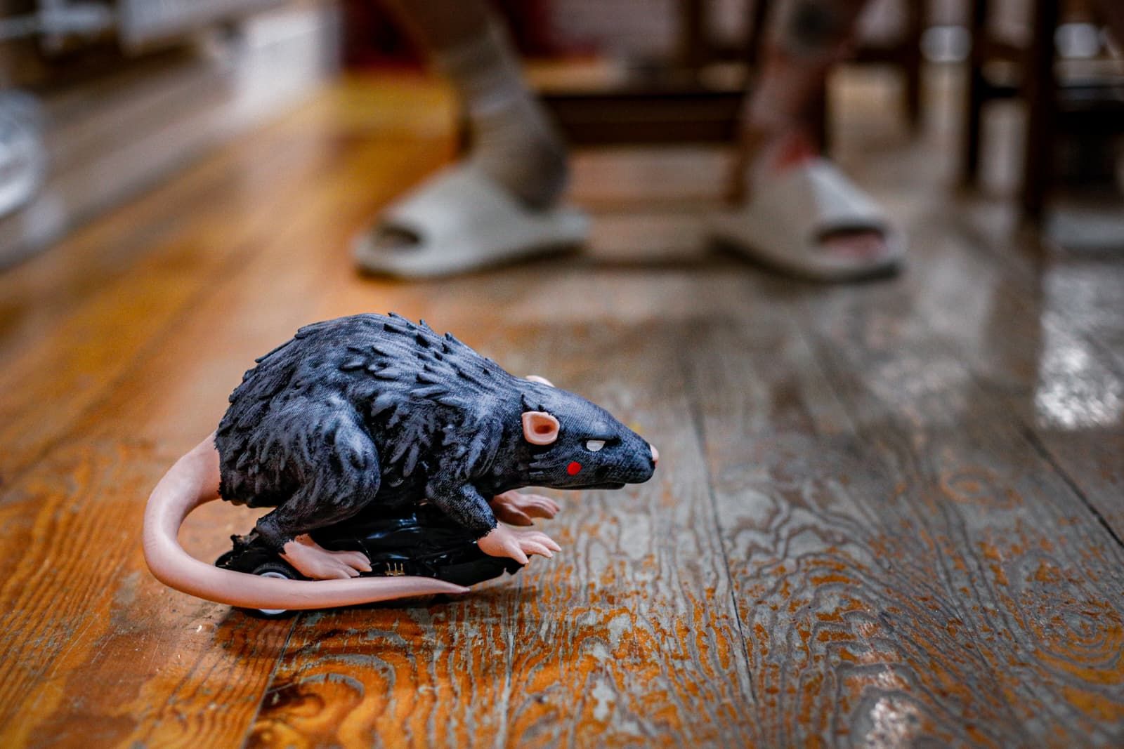 Búscate en las mejores imágenes de la primera sesión de preliminares del COAC 2026