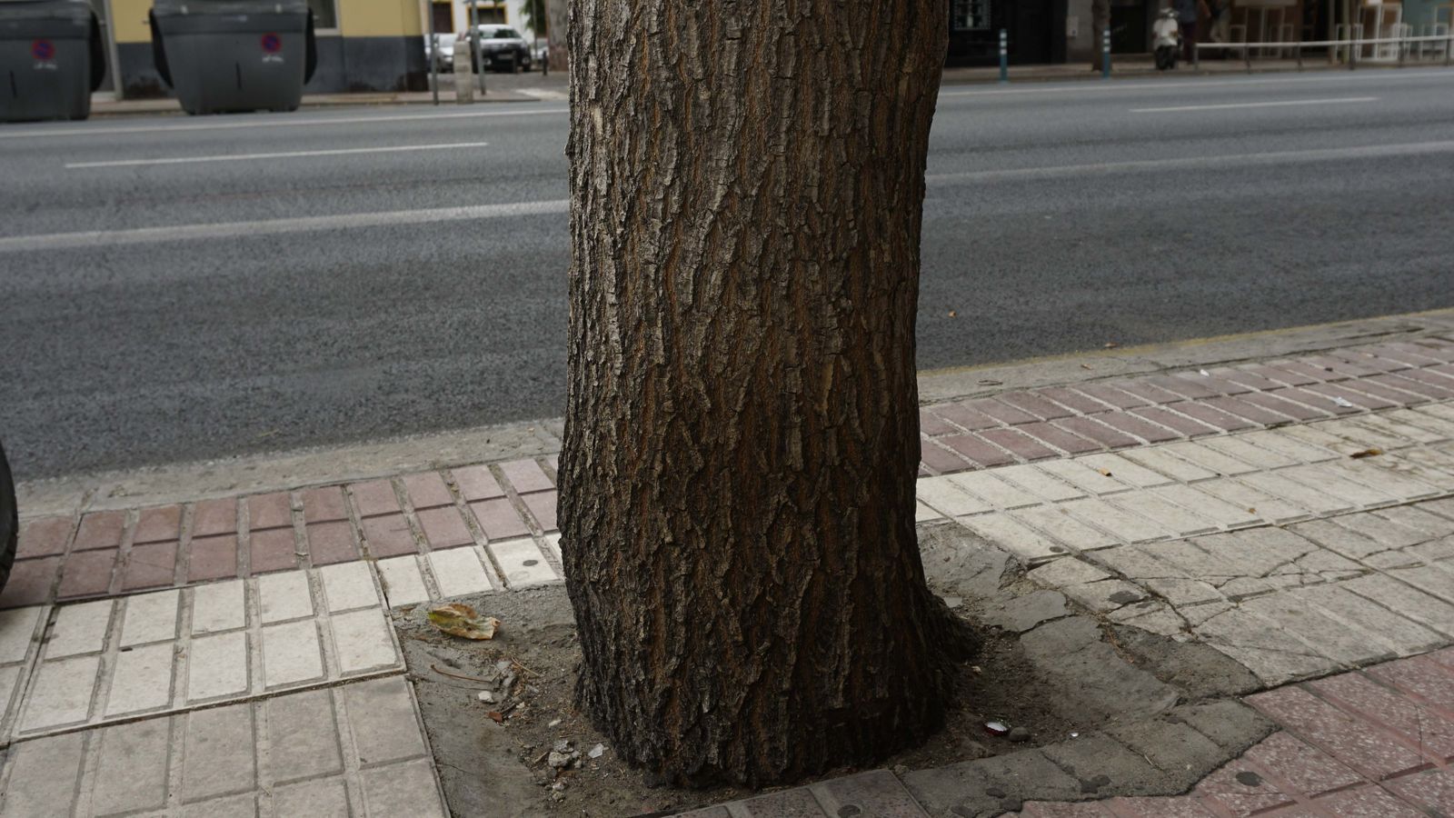 Un alcorque de escasas dimensiones para el árbol que acoge.
