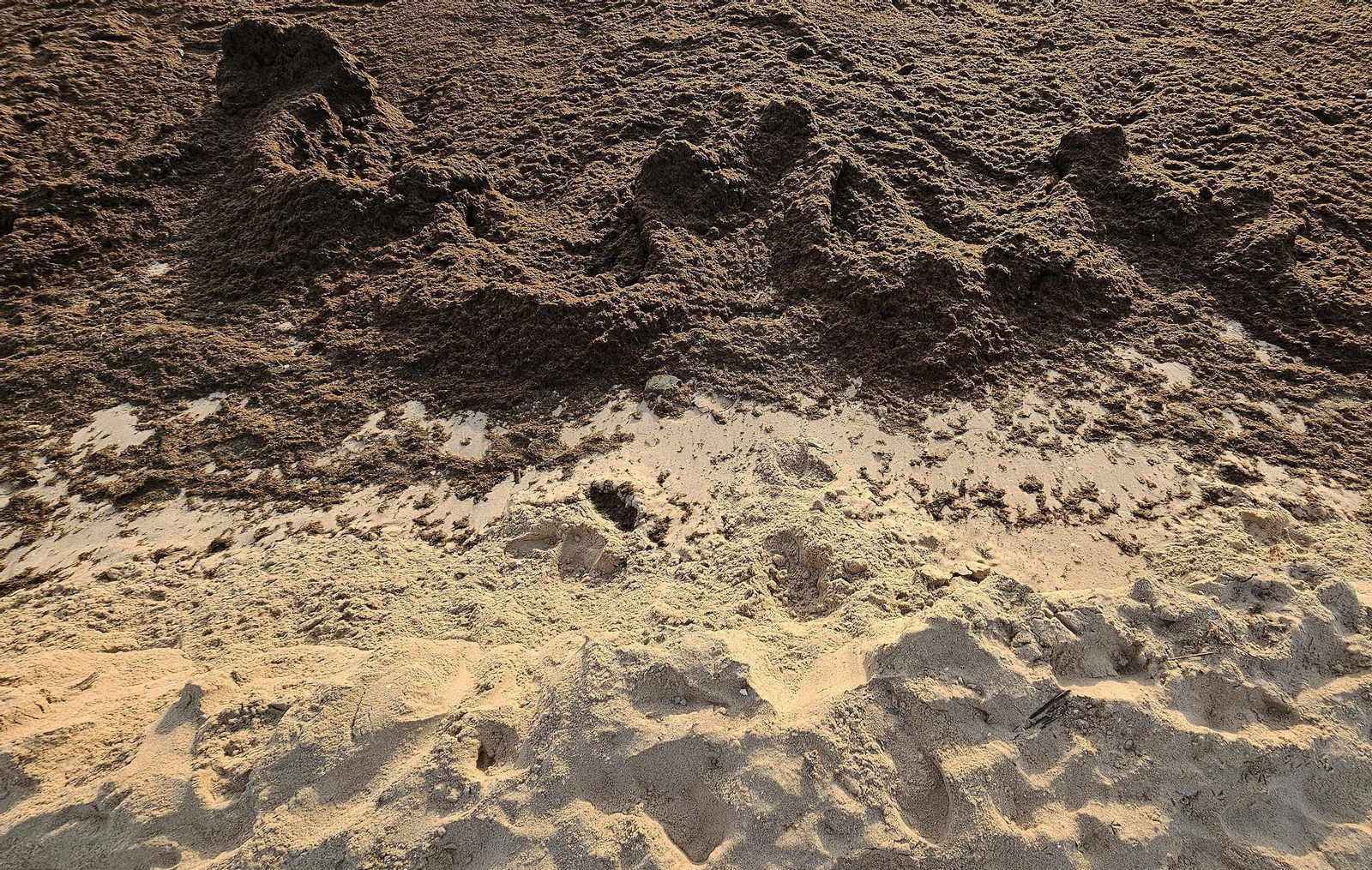 Fotos del nuevo arribazón de alga asiática en la playa de Getares de Algeciras