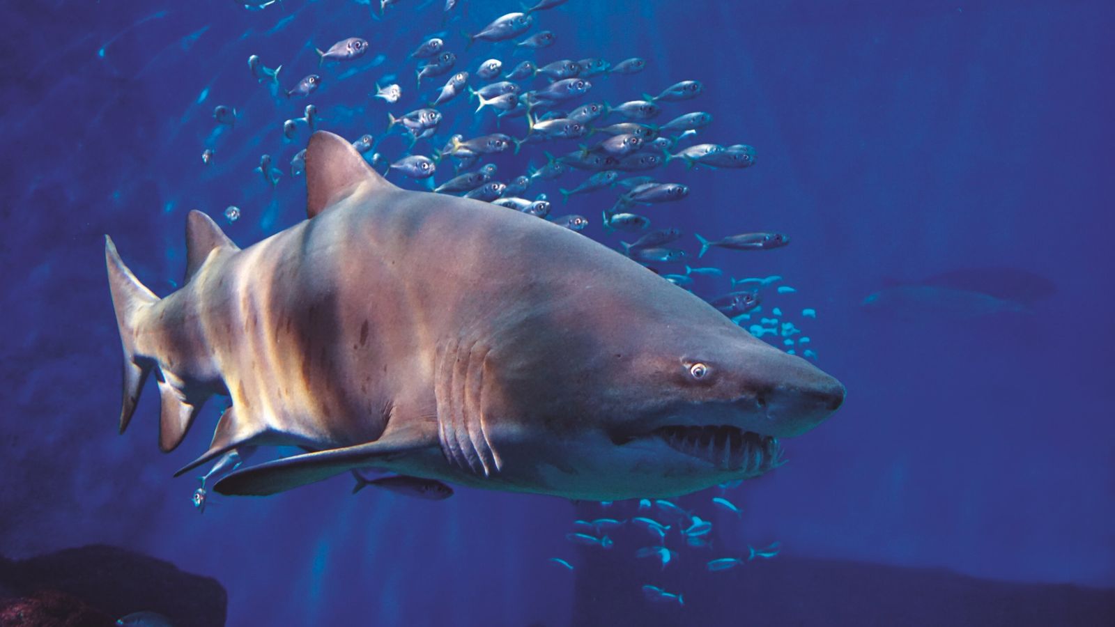 El Acuario de Sevilla estrena una exposición sobre tiburones con nueve ...