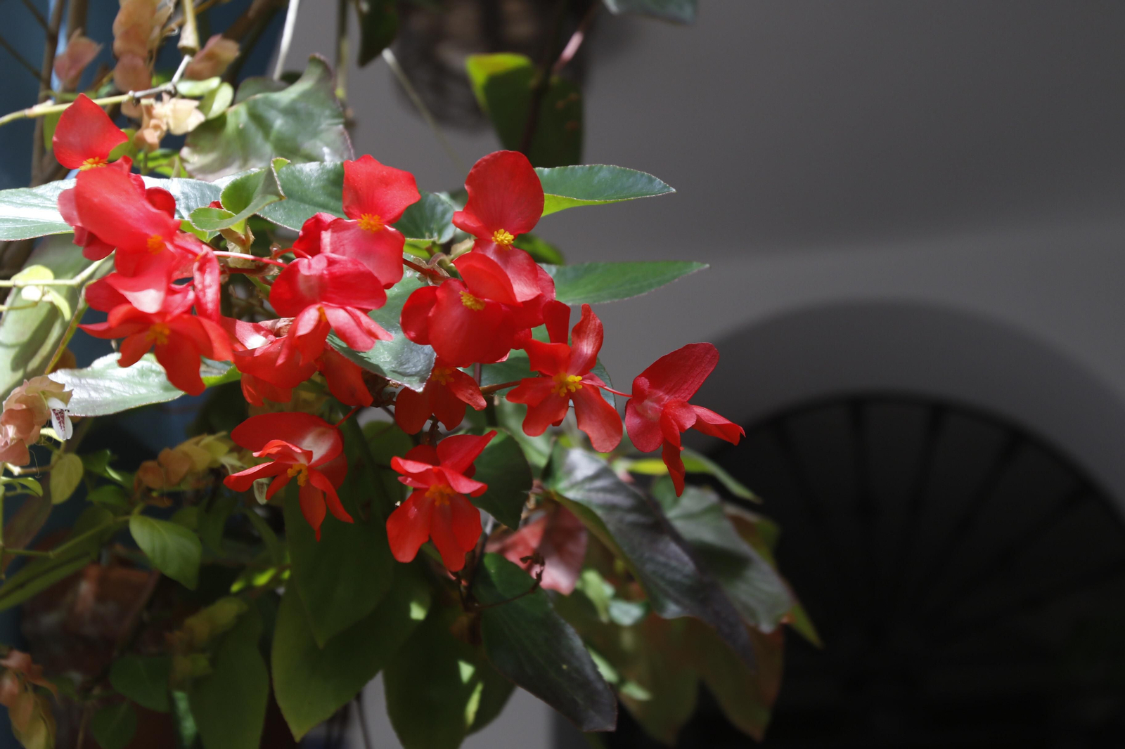 Los Patios de Córdoba en tiempos de crisis: Pedro Fernández, 6