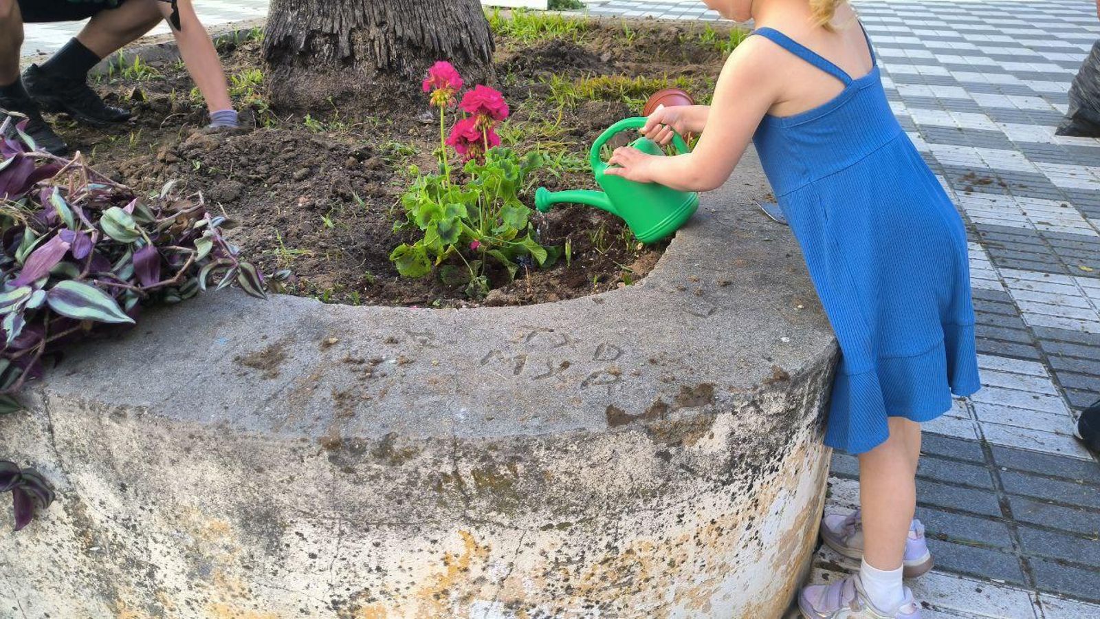 Uno de los geranios que se han plantado en los arriates.