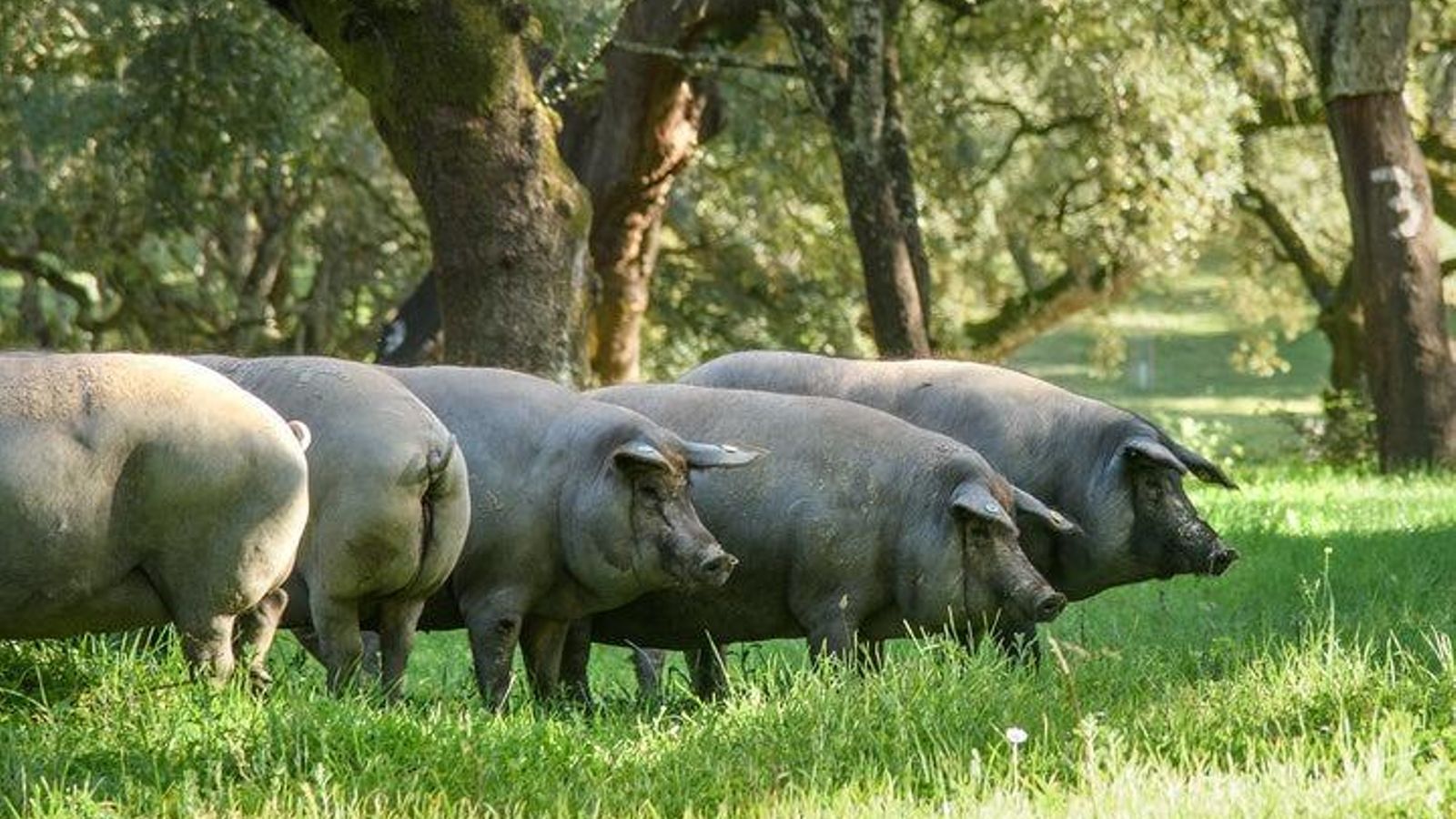 El cerdo ibérico de Huelva