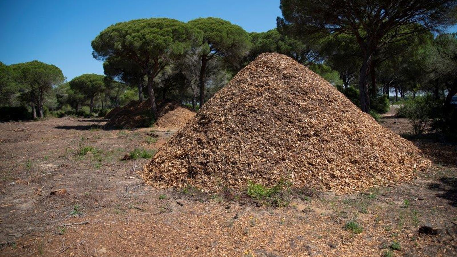 Acopio de astillas en la Dehesa de las Yeguas