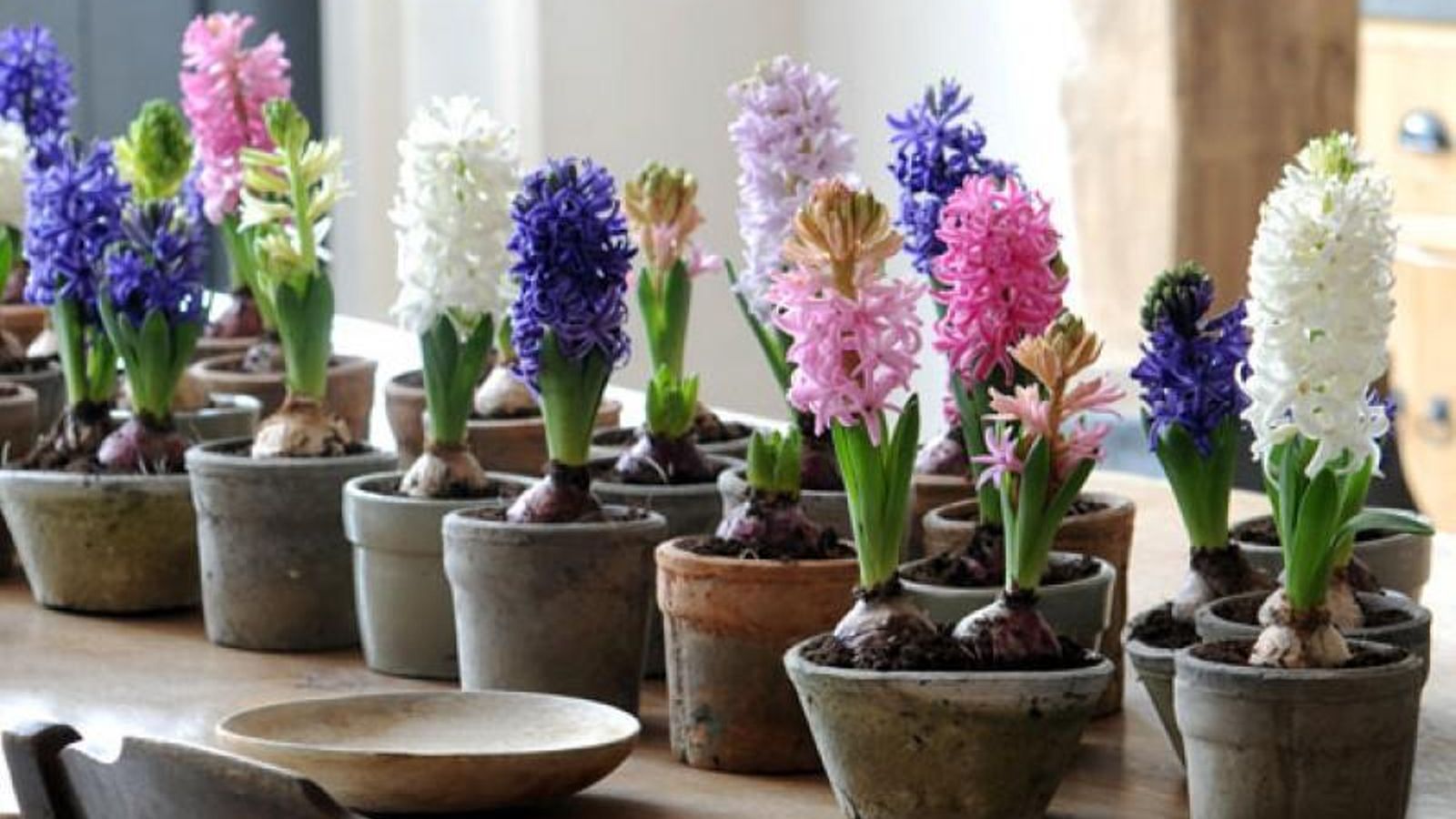 Bulbos de jacintos para la decoración de casa.