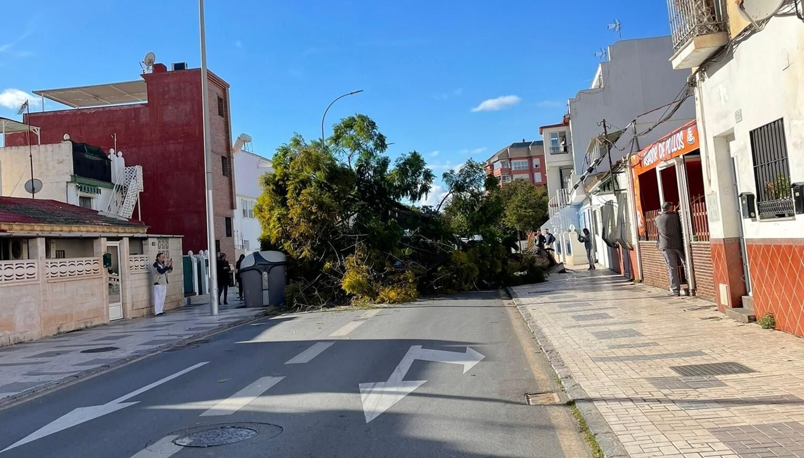 Árbol caído en la calle Bolivia, en Pedregalejo.