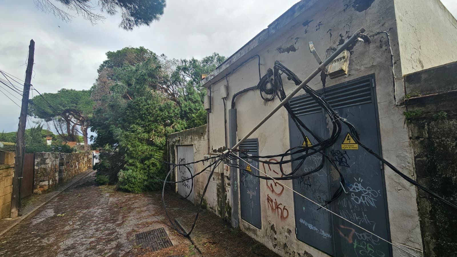 El árbol caído sobre una acometida en la urbanización de Los Pinos.