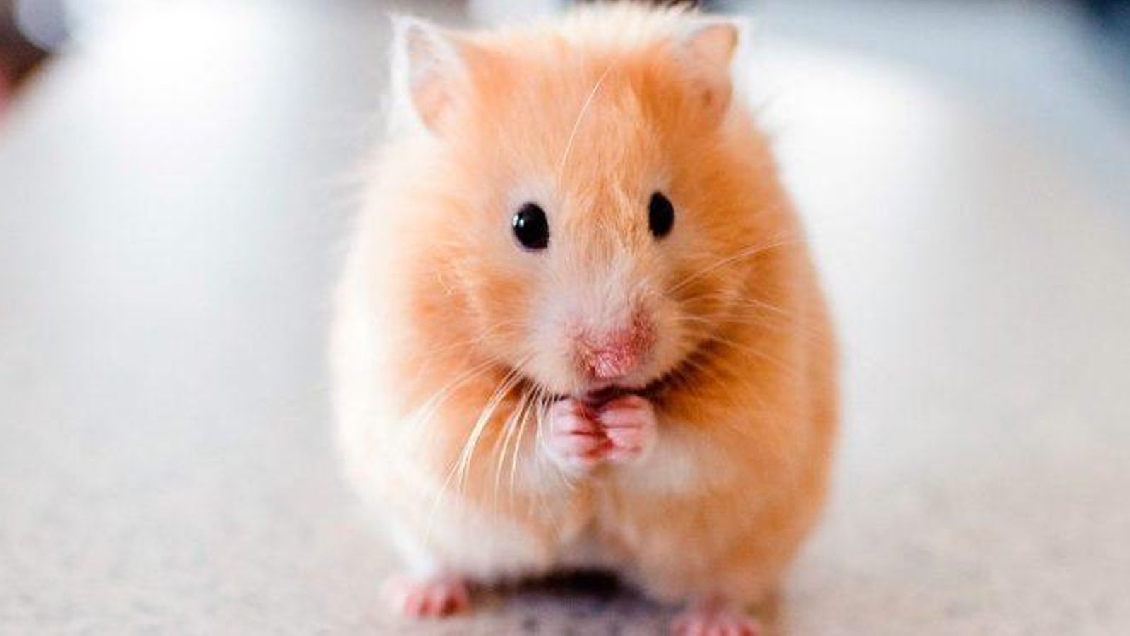 hamster-sirio