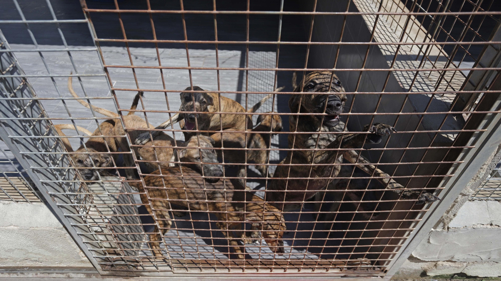 Fotos de la Protectora de Animales y Plantas de Algeciras