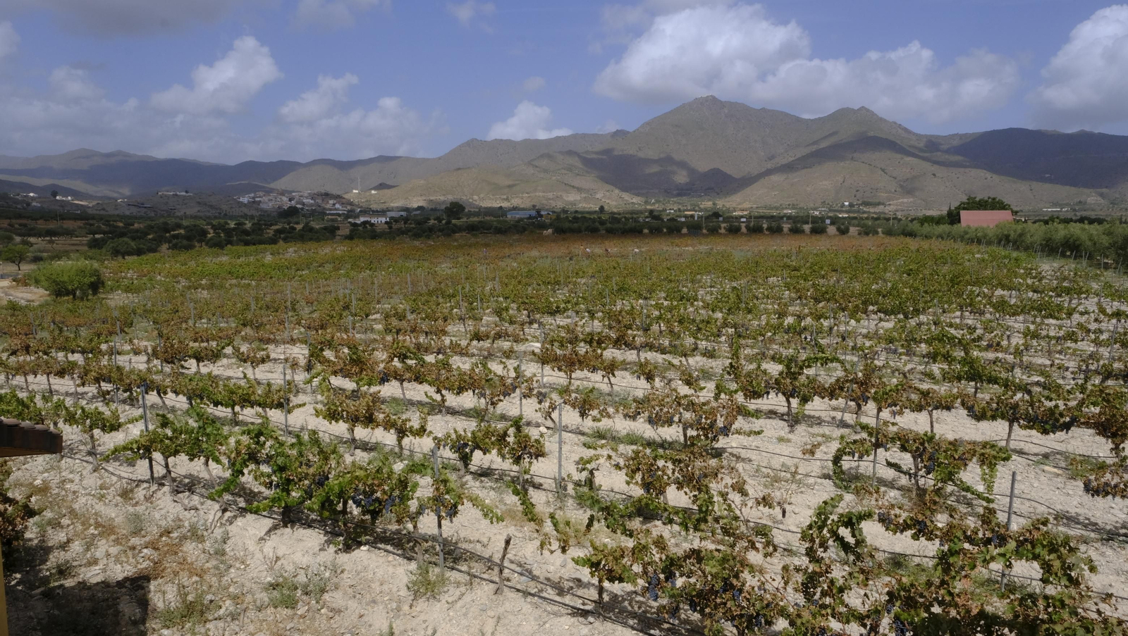 Llega la vendimia a las Bodegas Perfer, en Uleila del Campo