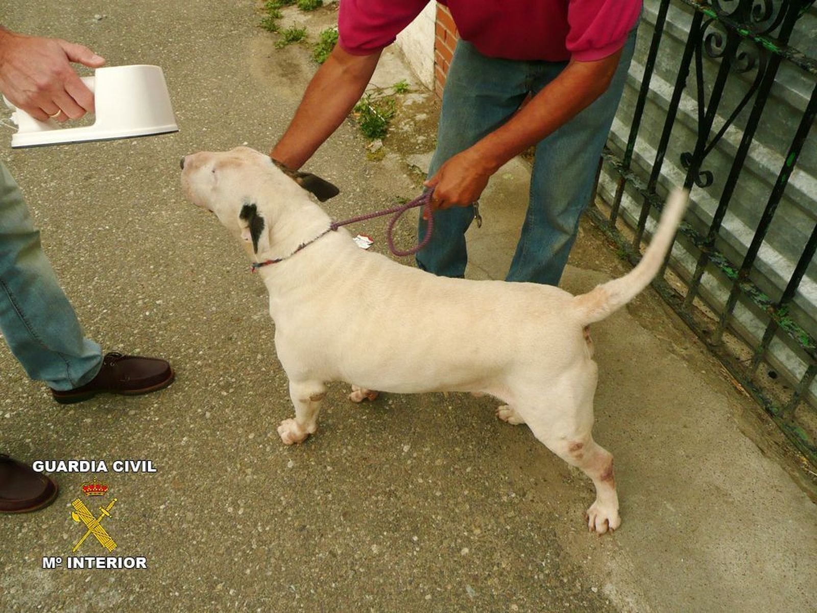 Localizado un perro calificado de peligroso en imagen de archivo.