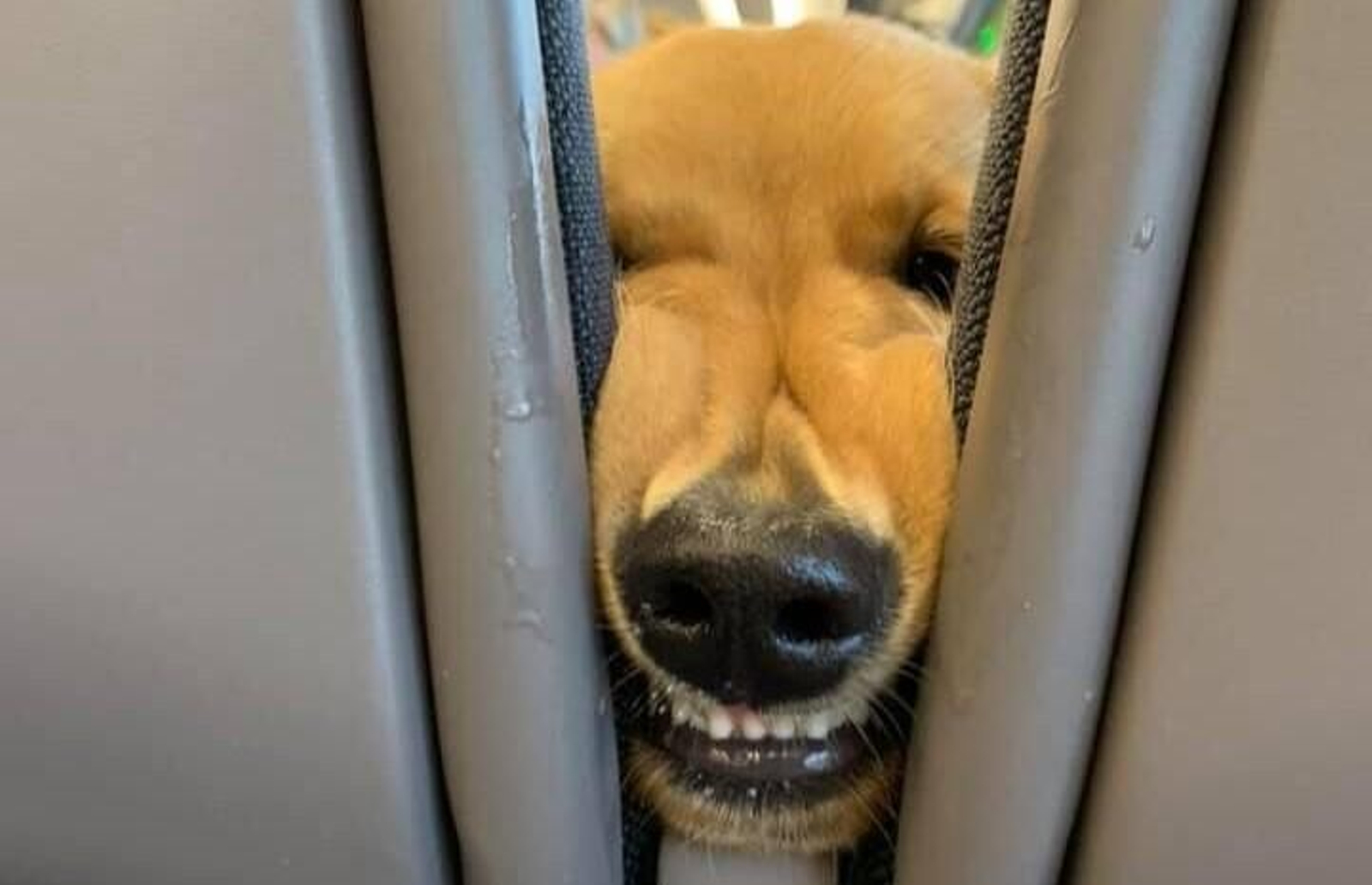 Un golden retriever alegra a todos los pasajeros de un tren con muestras de cariño