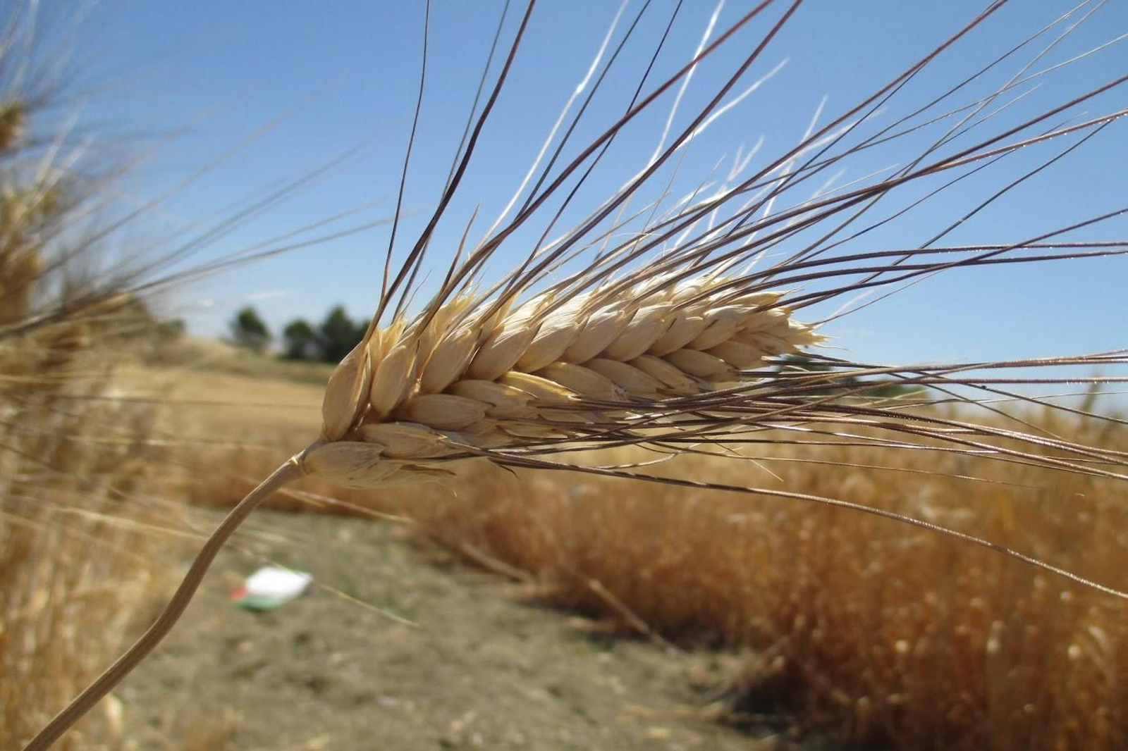 Imagen de un trigo duro.