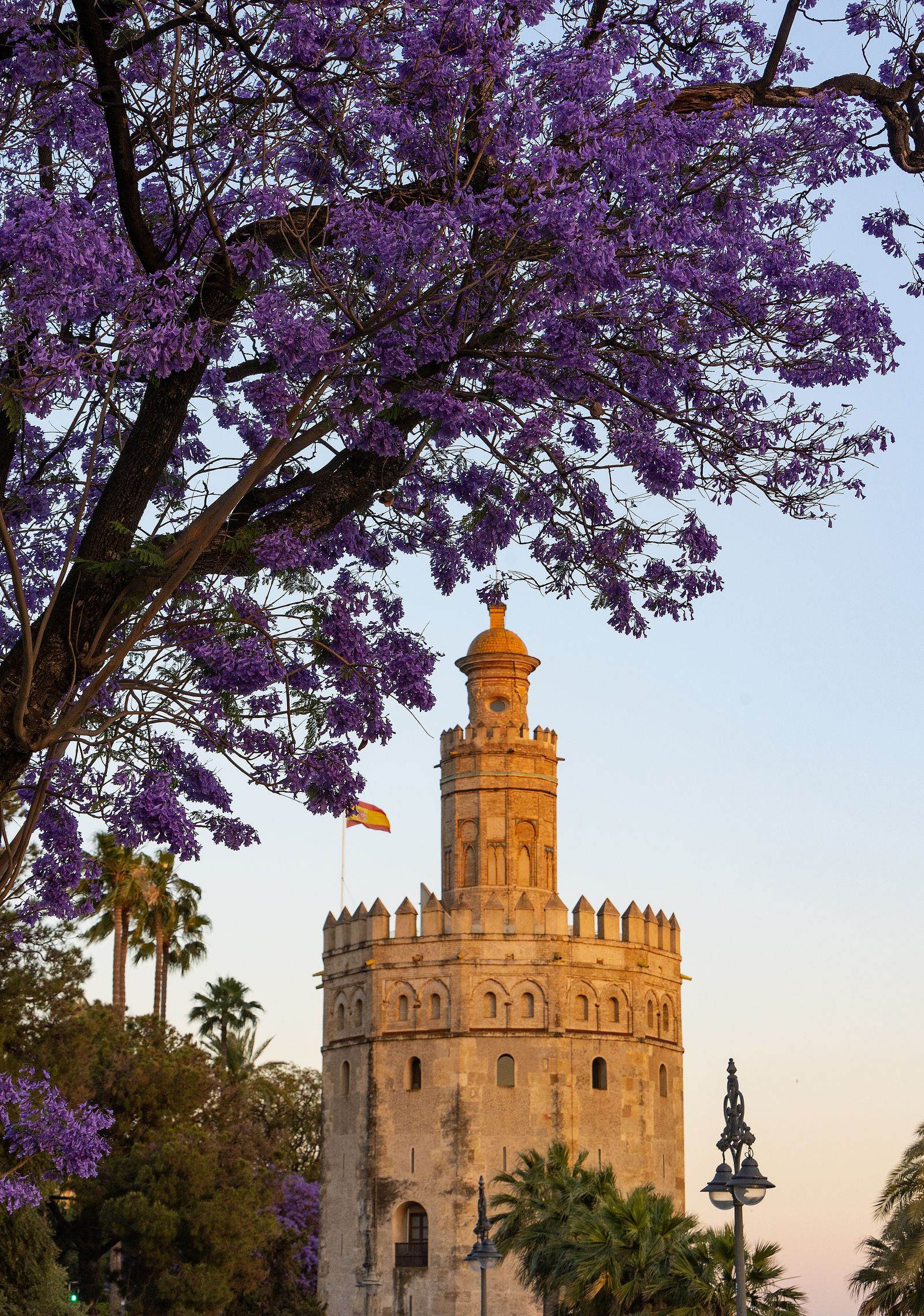 Las jacarandas vuelven a teñir de morado Sevilla
