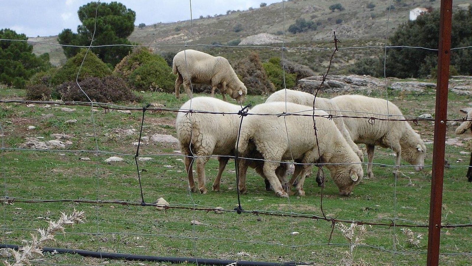 Ovejas en Villaluenga del Rosario, en la provincia de Cádiz. Ovejas en Villaluenga del Rosario, en la provincia de Cádiz.