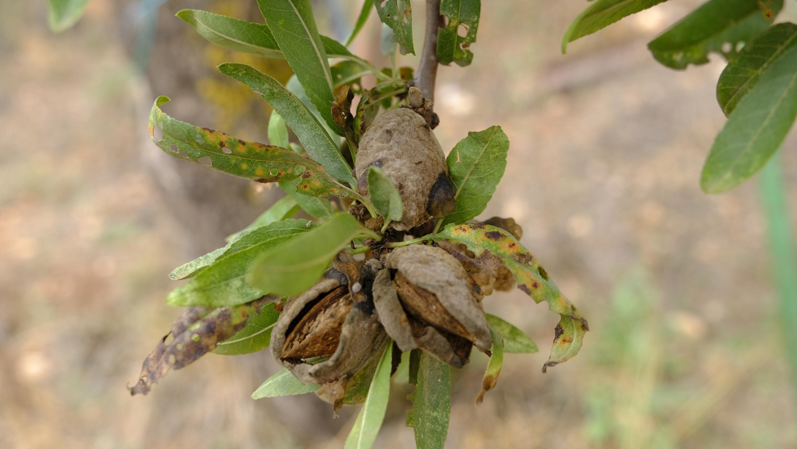 Imágenes de la almendra ecológica de Chirivel