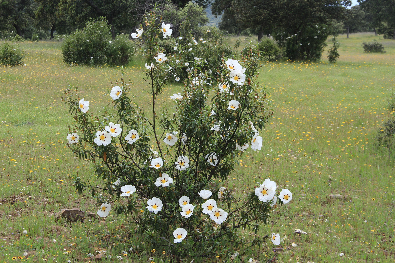 Las fotografías de la primavera en Los Pedroches