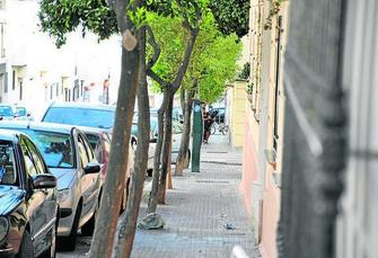 Naranjos de la calle Héroes del Baleares, ya tratados.