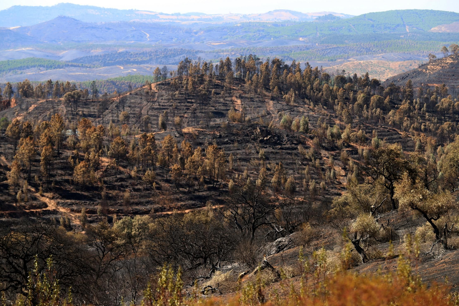 Imágenes de las zonas devastadas por el incendio de Almonaster la Real