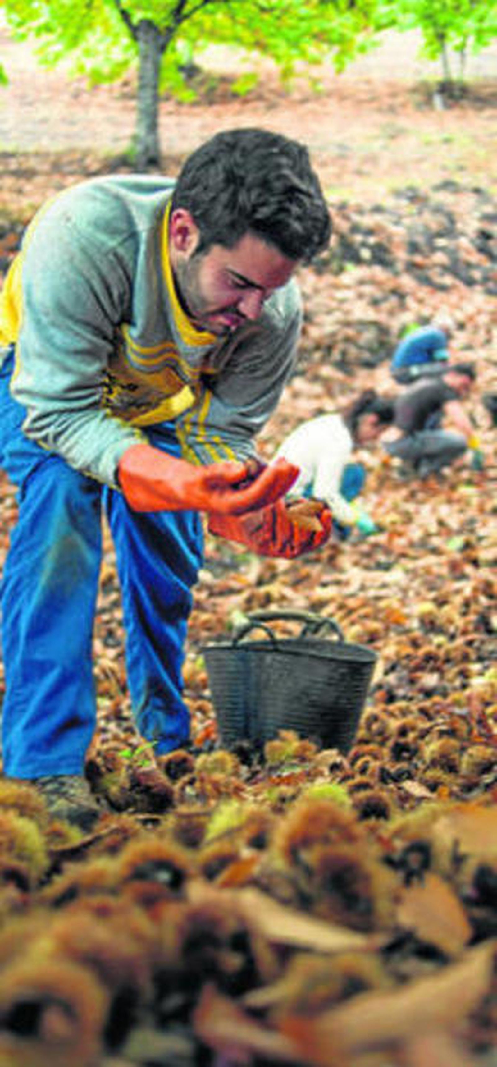1. Una cuadrilla recolecta castañas en el Valle del Genal. 2. Los sacos se cargan a hombro hasta los vehículos. 3 y 4. Otros momentos de la recolección.