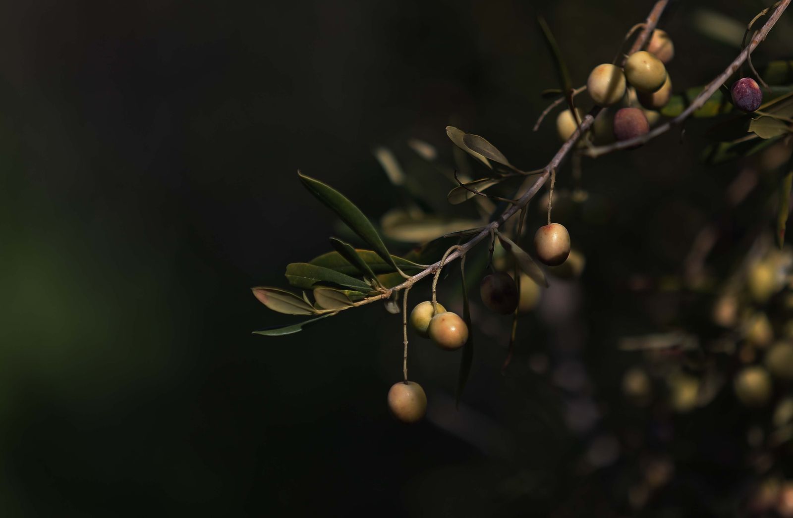 Una rama de olivo con aceitunas.