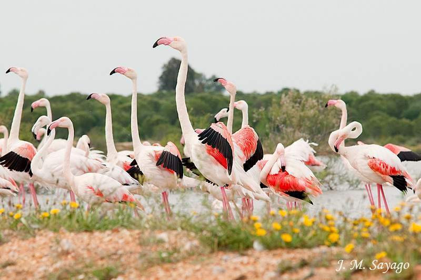 La Reserva de la Biosfera de Huelva que es uno de los ecosistemas más ricos del planeta
