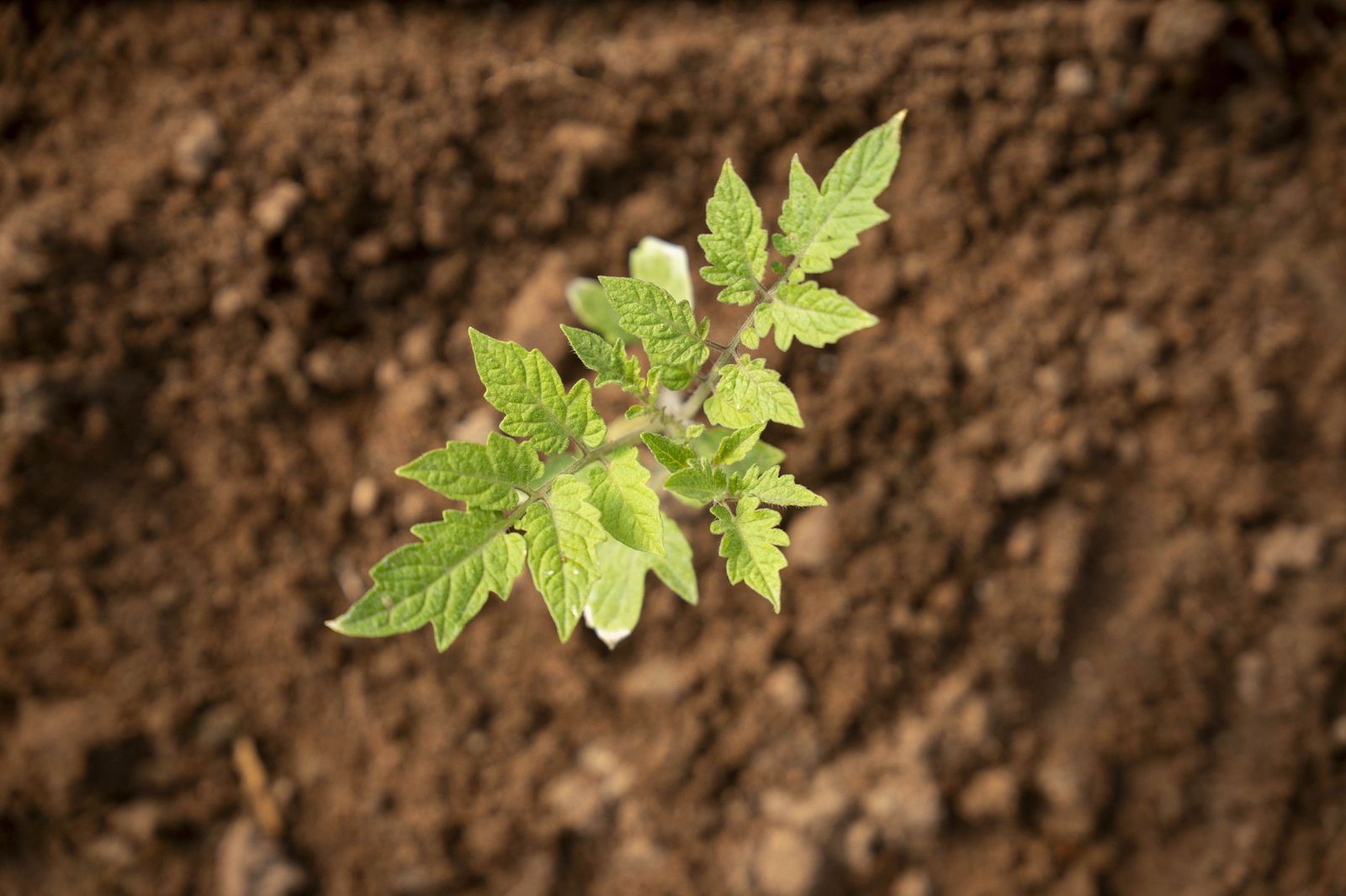 La primavera se planta en invierno entre sandías y tomates almerienses
