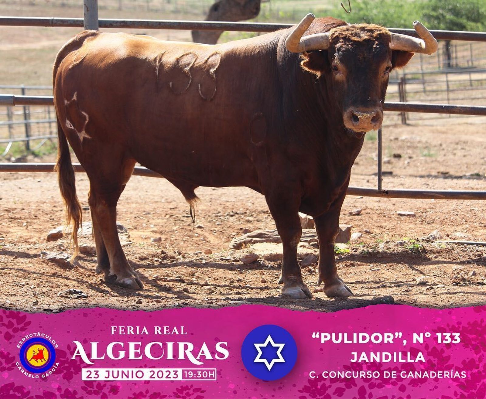 Los toros reseñados para la corrida concurso de la Feria de Algeciras 2023, en imágenes