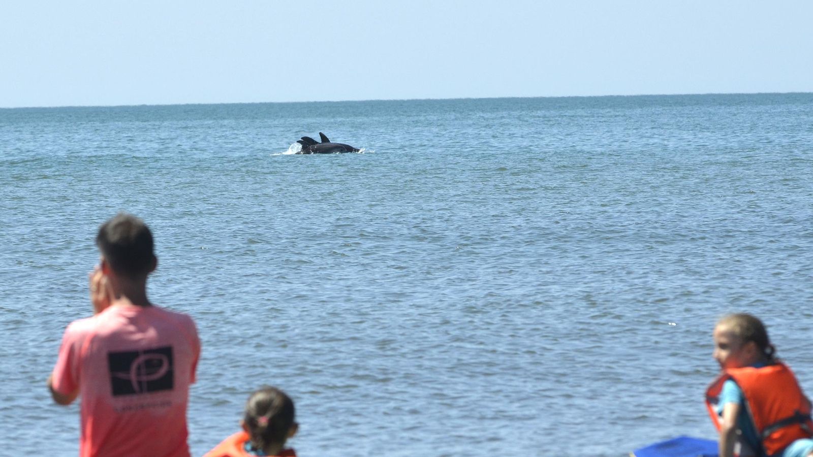 Grupo de delfines en Punta del Moral.