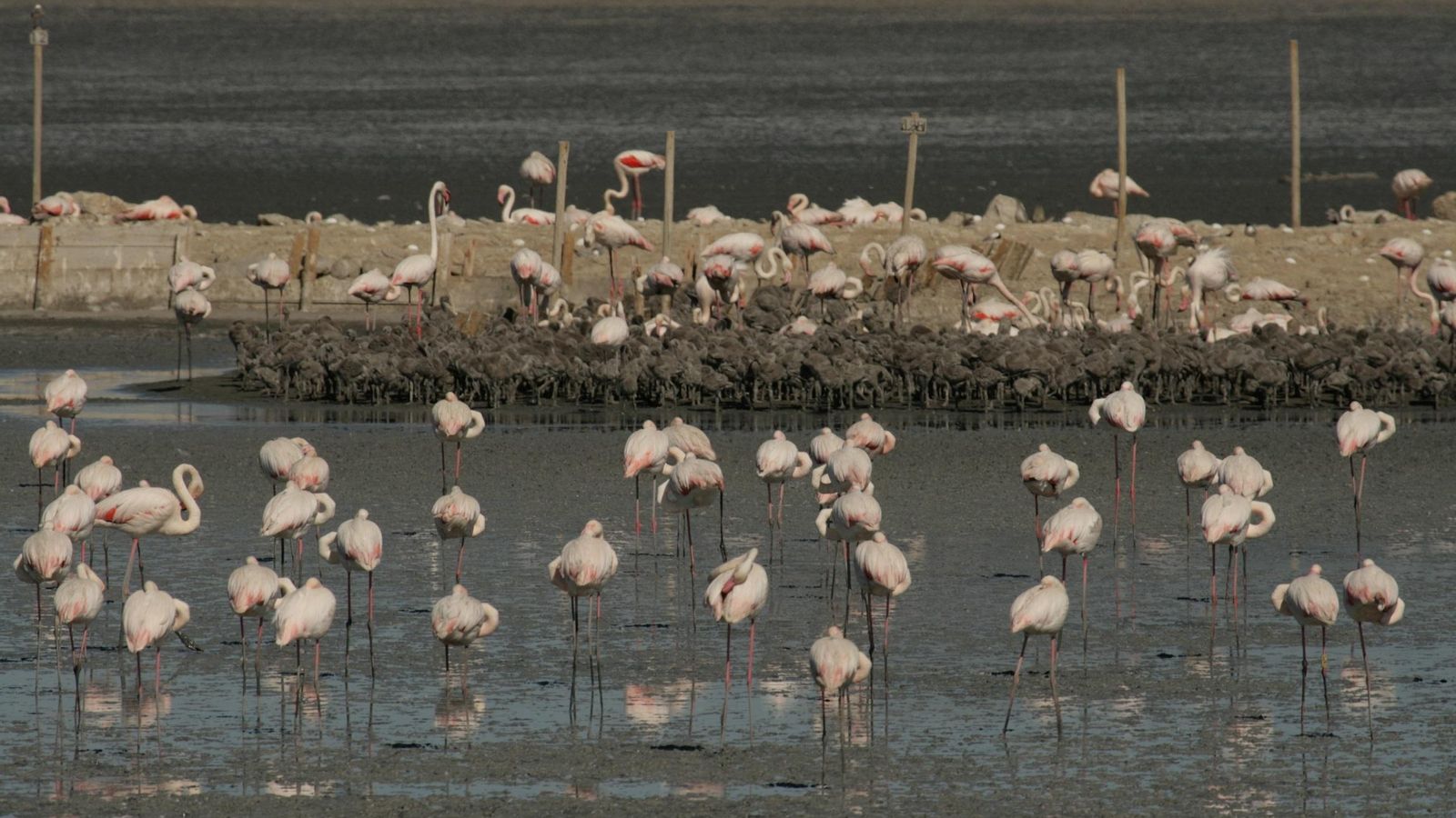 Flamencos en el humedal malagueño. Flamencos en el humedal malagueño.