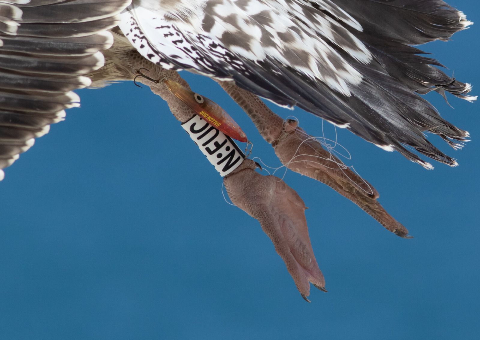 Los daños de la pesca recreativa irresponsable en las aves marinas, en fotos