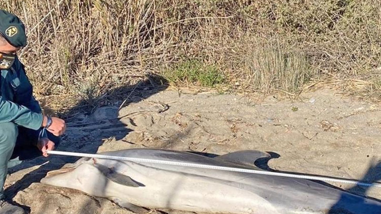 Delfín muerto en la Playa de la Marina de la Torre, en Mojácar el pasado 24 de enero