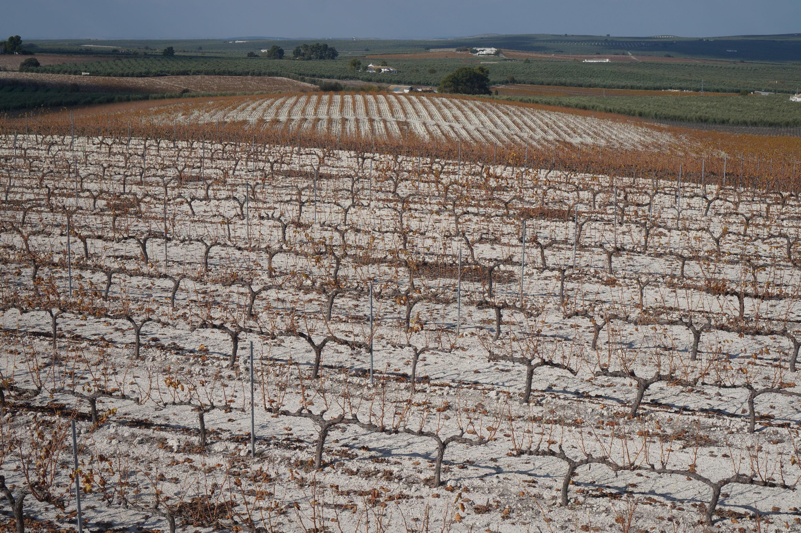 Un recorrido en fotografías por el vino nuevo de Moriles