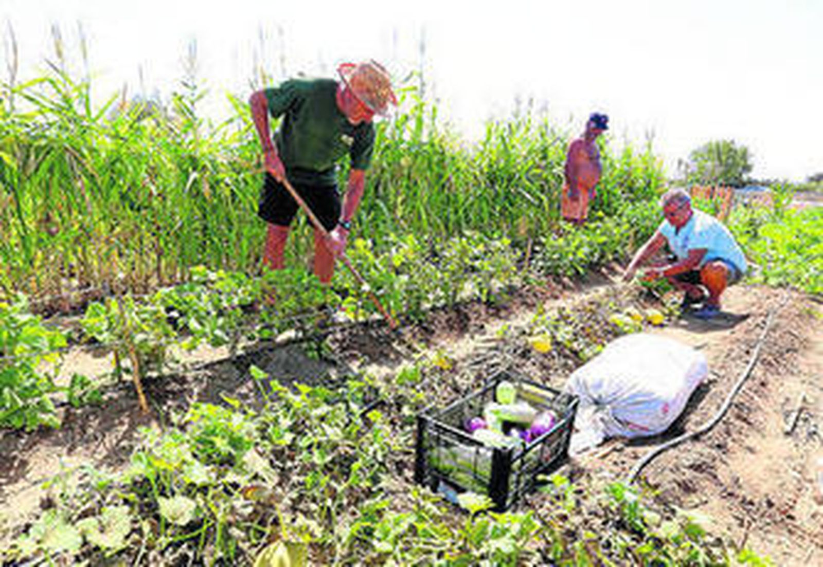 Clientes de Econatura trabajan sus huertos.