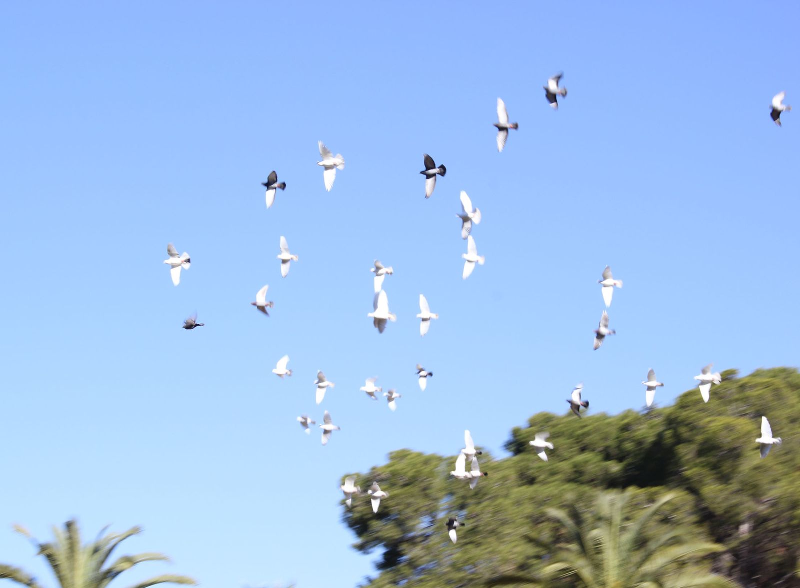 Las palomas al vuelo