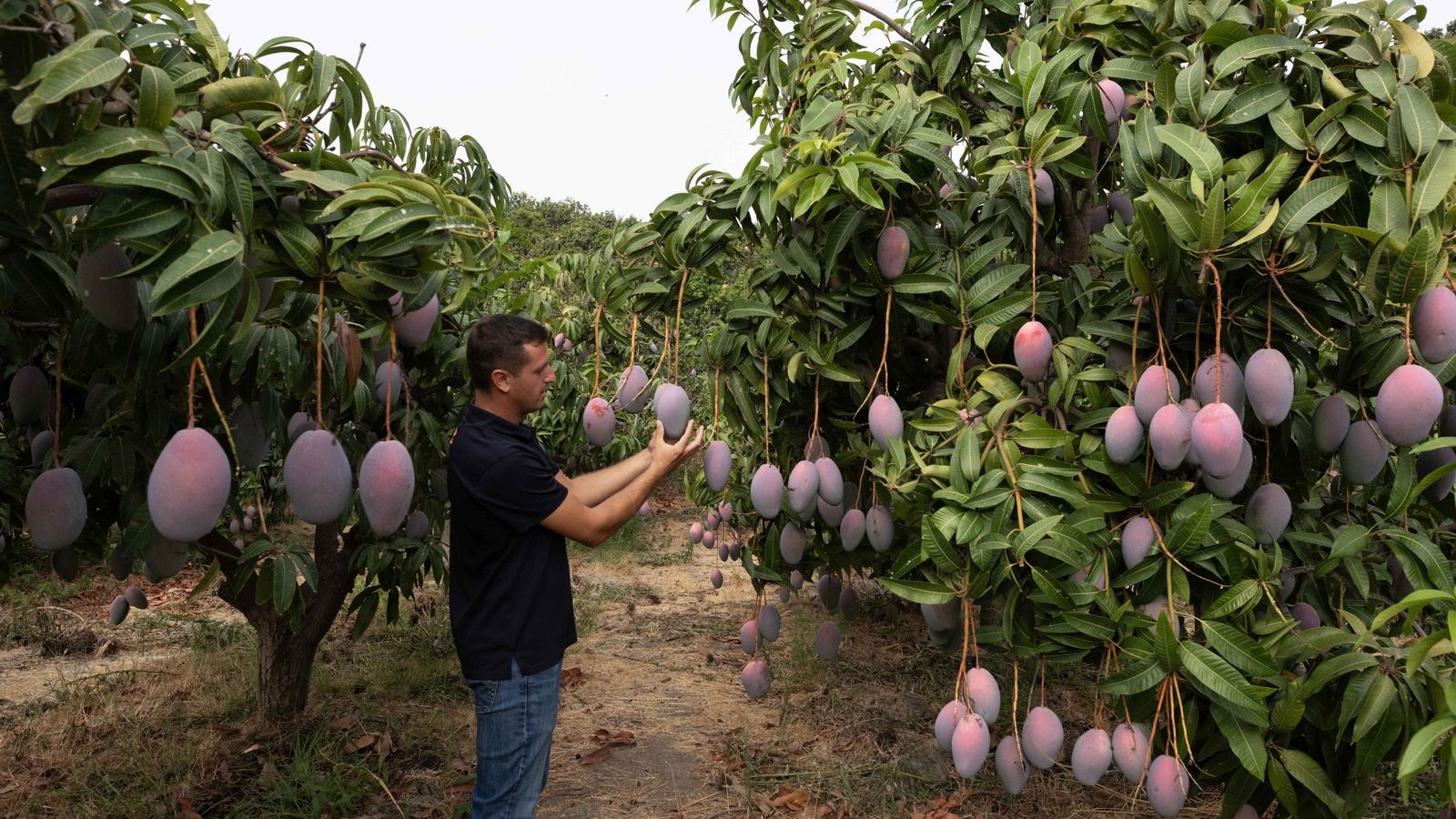 La producción de este año aumentará de forma considerable y permitirá extender la campaña.