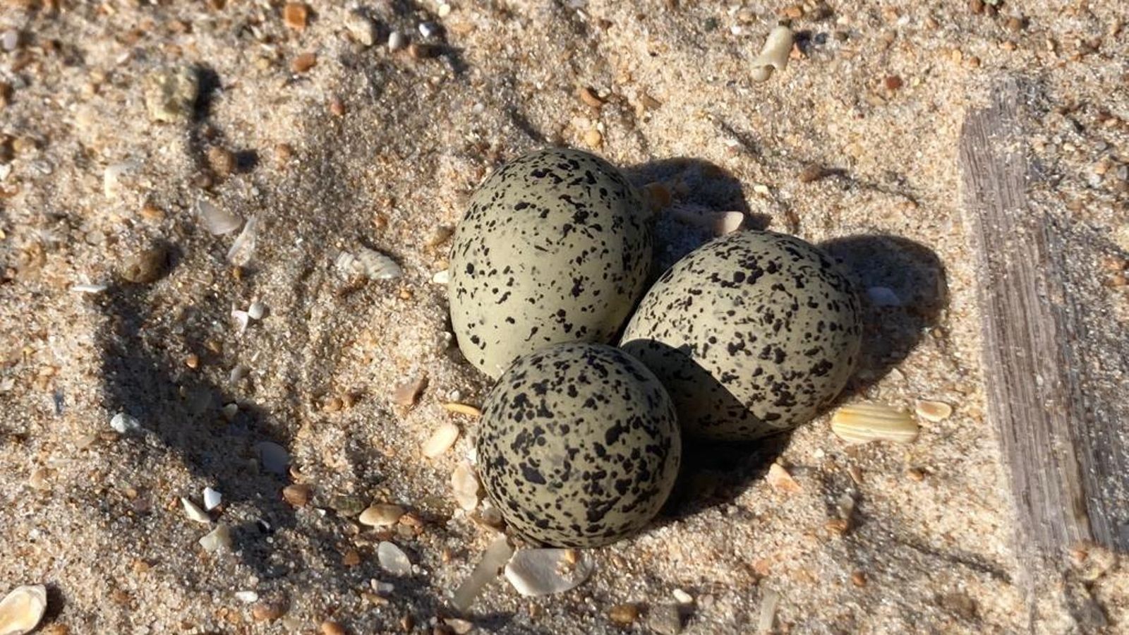 Una puesta de chorlitejo patinegro.