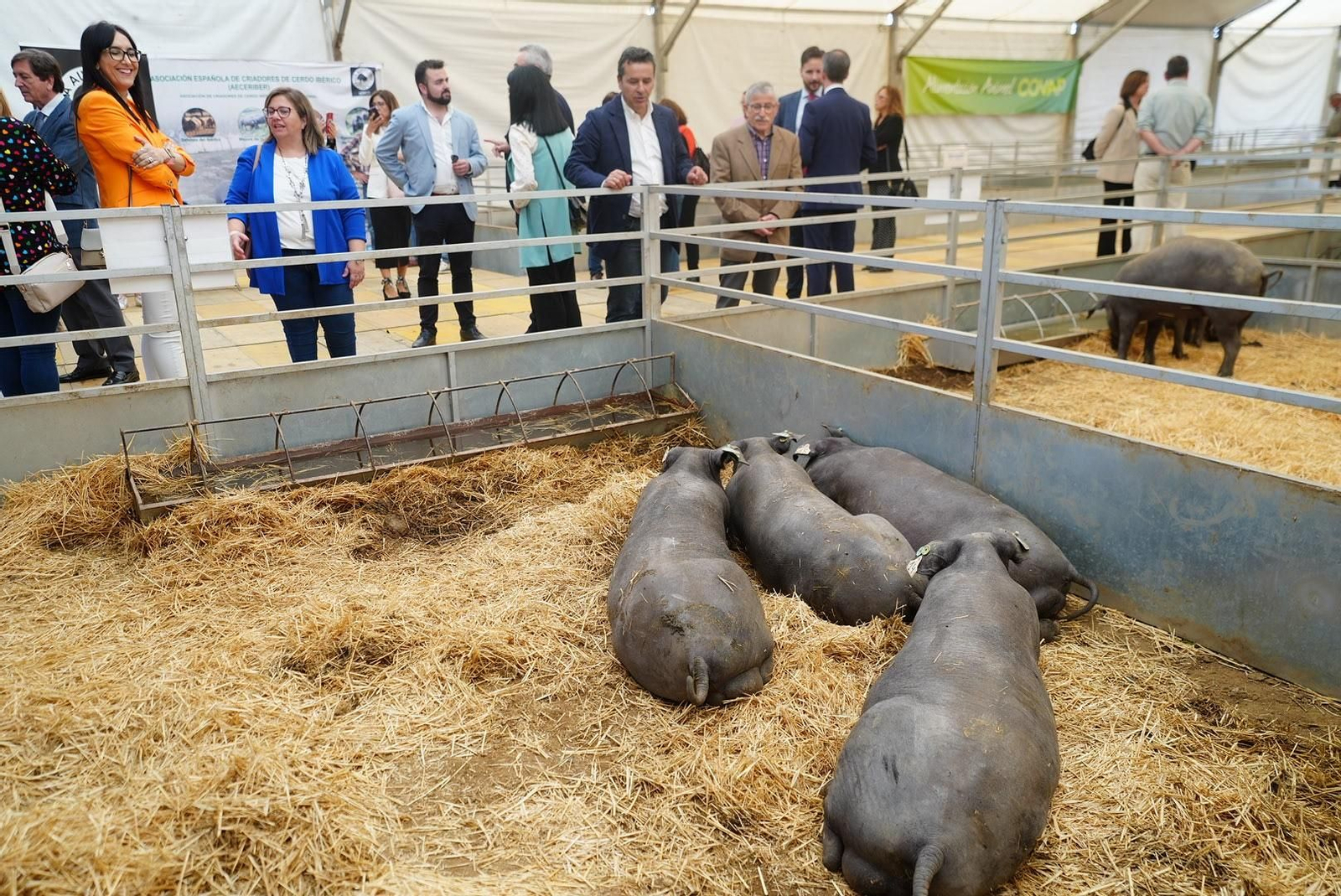 Ganado en la feria del año pasado Ganado en la feria del año pasado