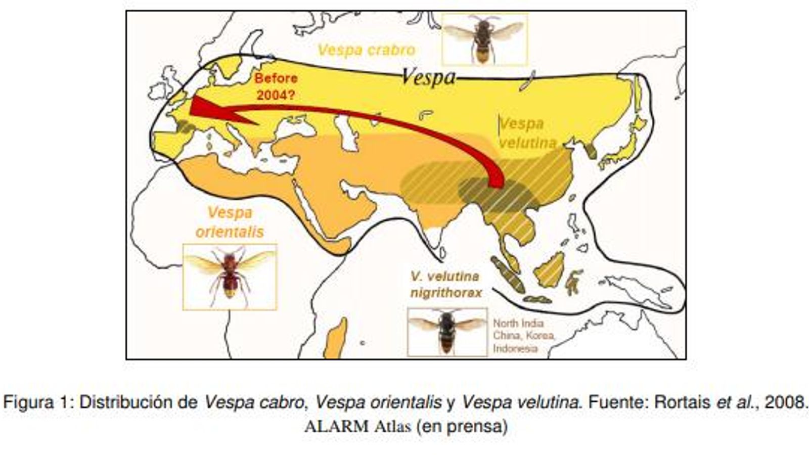 Cómo voló la avispa de Asia a Europa