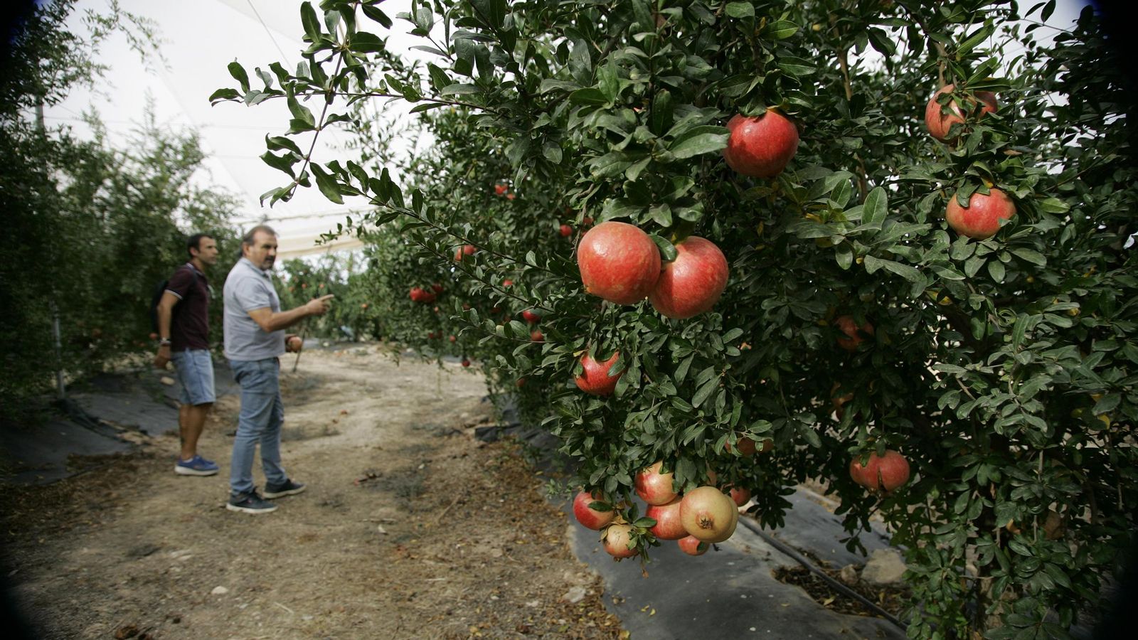 Andrés muestra algunos de los últimos granados de la variedad MR100, aún sin recoger.